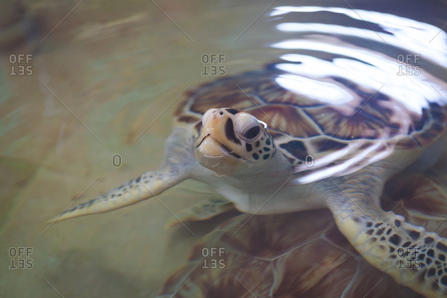 Sea turtle poking its head above surface of water
