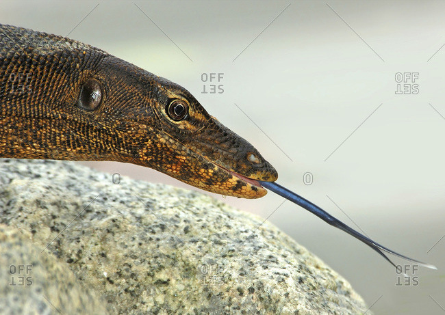 Water Monitor Lizard sticks out forked tongue