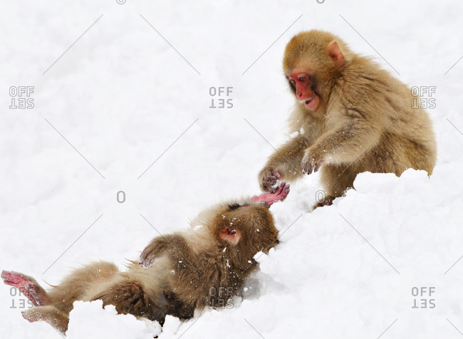 Two Snow Monkeys playing in snow
