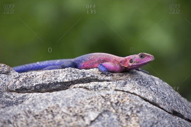 A Mwanza flat-headed rock agama lizard in Tanzania