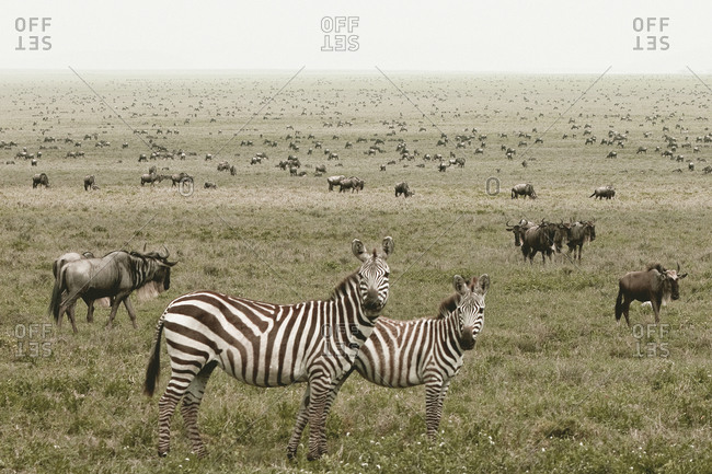 Animals migrating across the Tanzanian grasslands