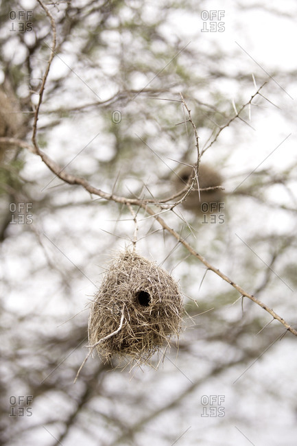 Bird nests in a tree in Tanzania