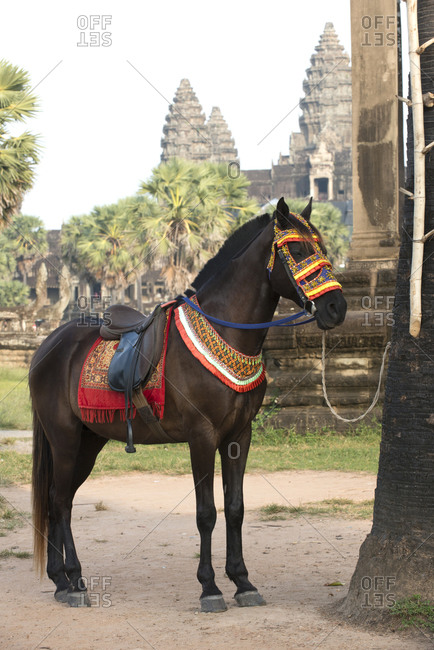 Decorated horse at Angkor Wat, Cambodia