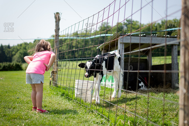 A little girl looks at a baby cow