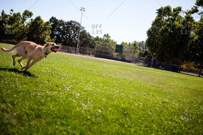 A dog bounds through a park with a ball in its mouth