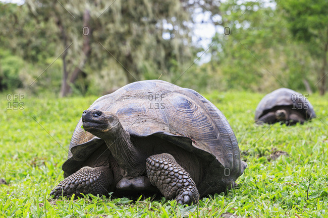 Galapagos tortoises on a meadow