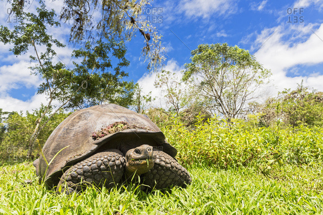 Eating galapagos tortoise on a meadow