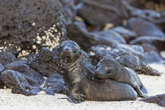 Two young wet sea lions on sand