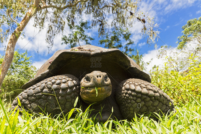Eating galapagos tortoise