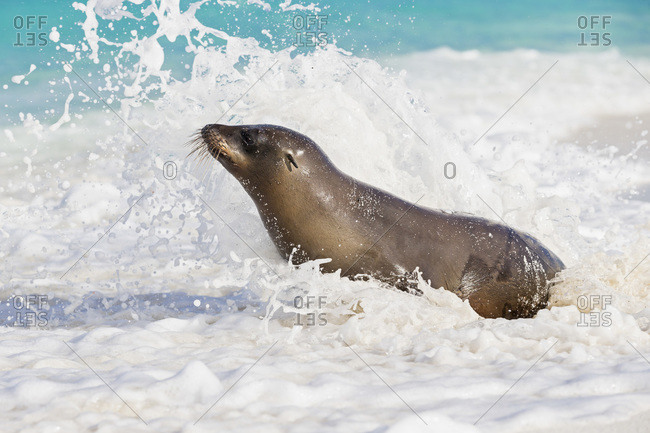 Sea lion sitting in sea foam at seafront