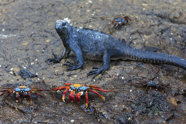 Red rock crabs and marine iguana