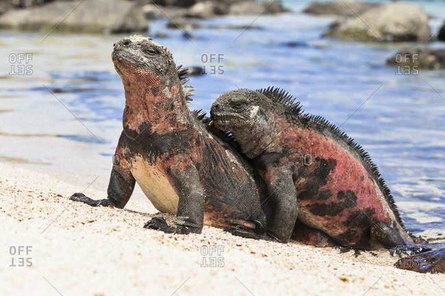 Marine iguanas mating
