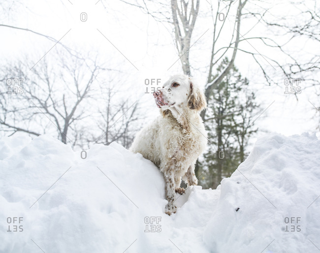 A dog on a pile of snow