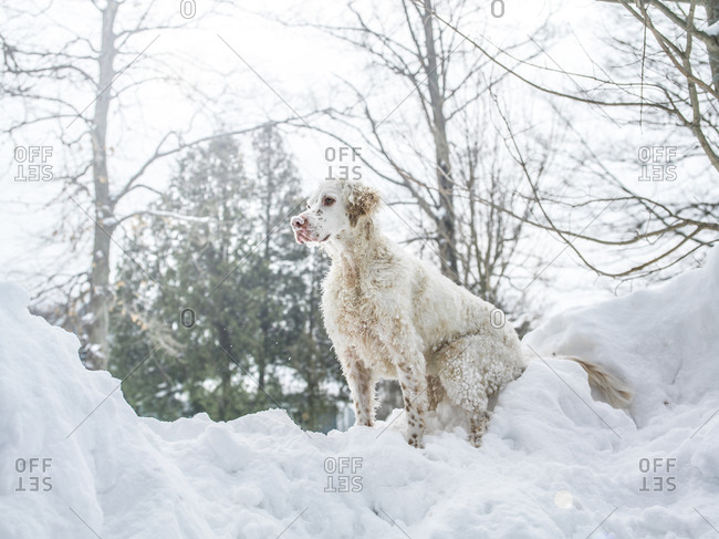 A dog sits on a pile of snow