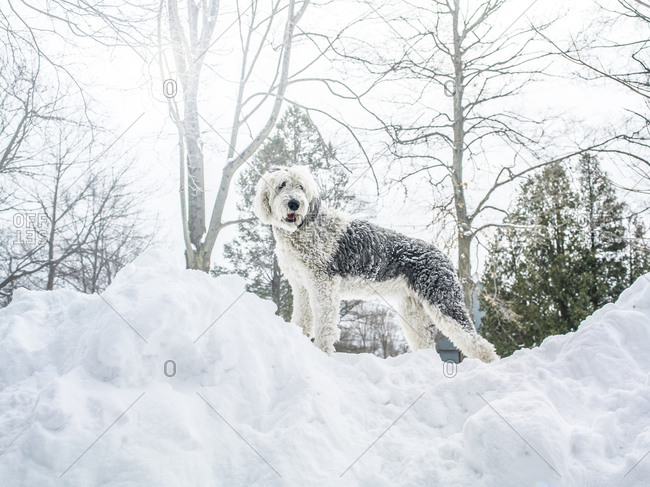 A sheepdog stands on a pile of snow