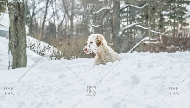 A dog in a pile of snow