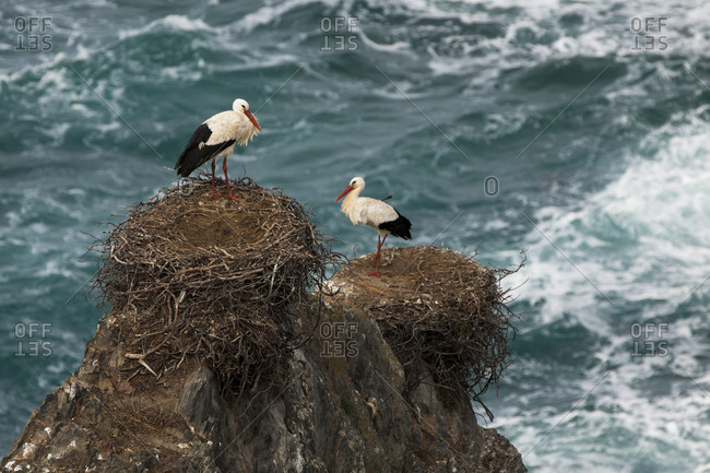 White storks on the nest in Cabo Sardao, Alentejo, Portugal