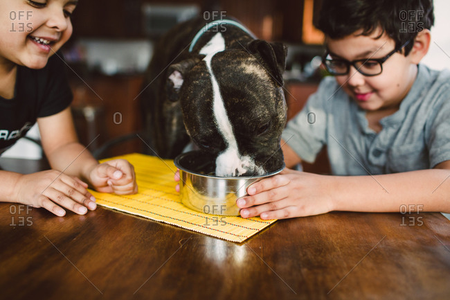 A boy helps a dog eat his birthday treat
