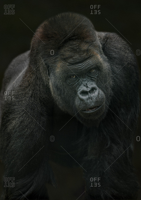 Gorilla on all fours looking at camera