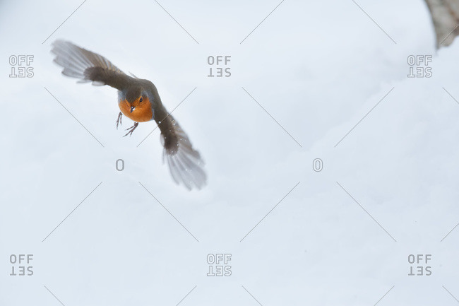 Robin flying in midair during winter