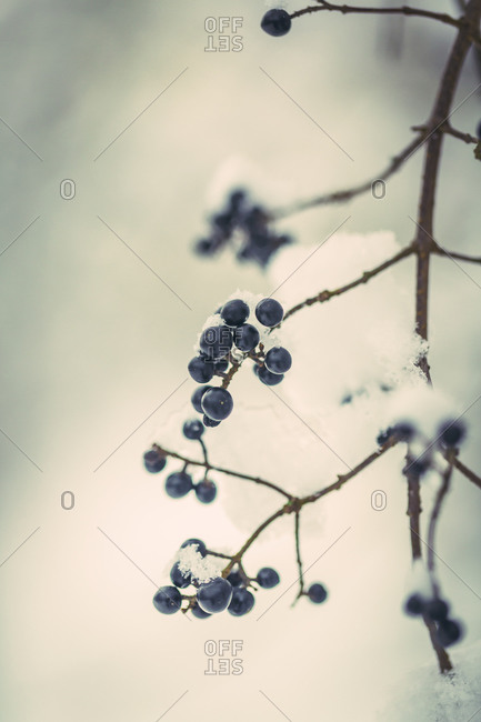 Twig with blue berries in winter