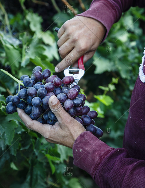 Close up of a man harvesting grapes in San Joaquin valley, California, USA