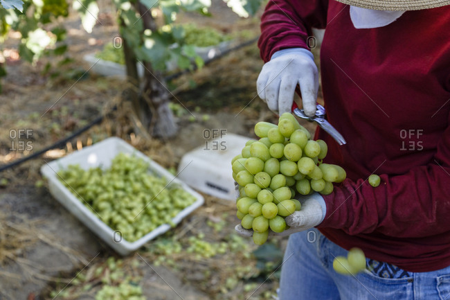 Person holding a bunch of freshly harvested grapes at a vineyard in Bakersfield, California