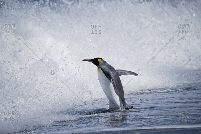 A King Penguin jumps into the waves at St Andrews Bay, South Georgia Island