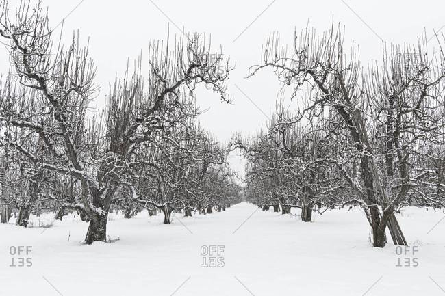 Snowy apple orchard in central Washington