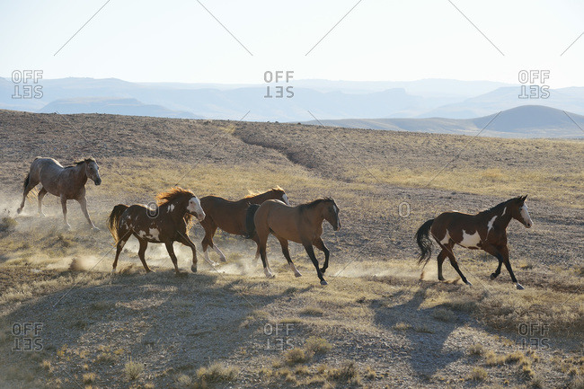 Five wild horses running in badlands