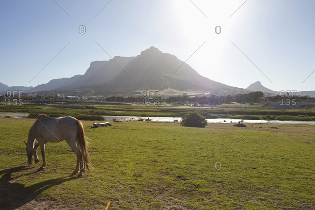 Side view of horse grazing on field, Table Mountain, South Africa, Cape Town