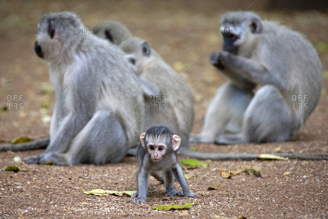 Vervet monkeys (Cercopithecus aethiops) with a baby, South Africa
