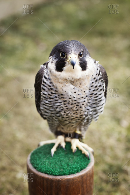 A trained falcon sits on a perch