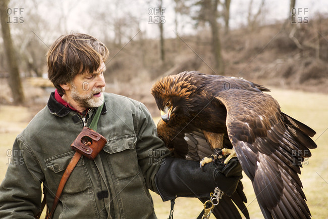 A bird handler holding his golden eagle