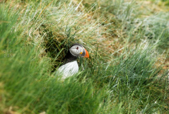 A puffin sheltered in long grass