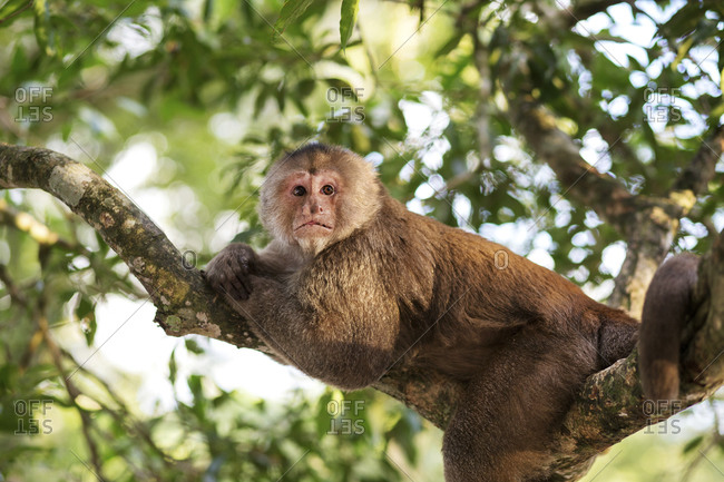 capuchin monkey in tree