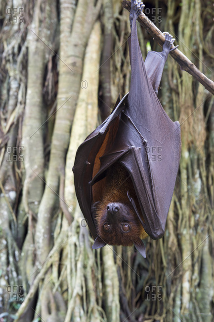 Large flying fox hanging in a tree in Bali, Indonesia