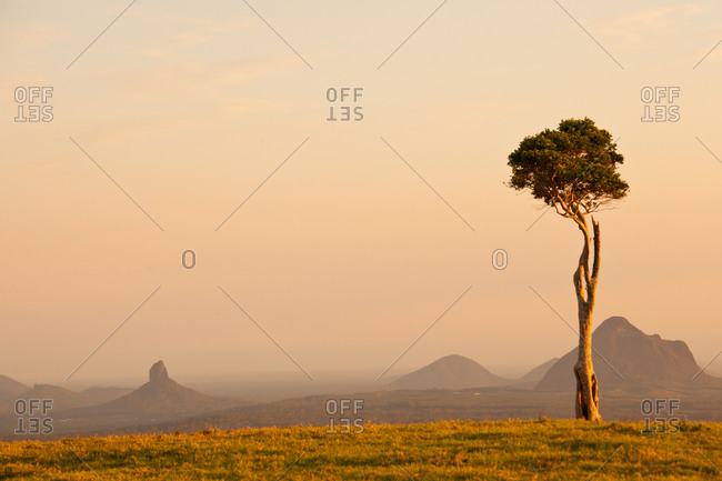 Single tree at sunset in Maleny, Queensland, Australia