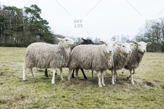 Six white sheep and one black sheep in a field
