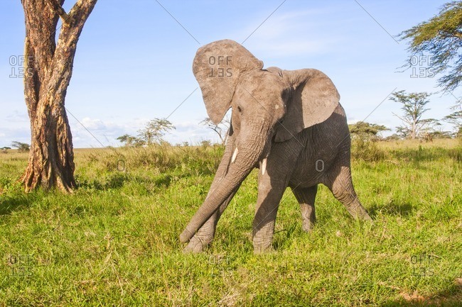 African bush elephant in the savanna