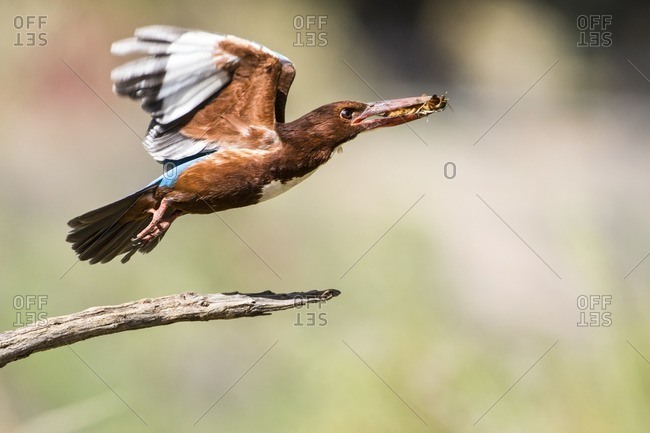 White-throated kingfisher taking off with an insect in its beak