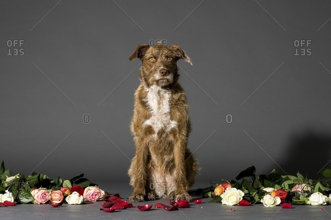 Studio shot of a dog with flowers