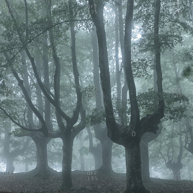 Trees in misty Urkiola Natural Park