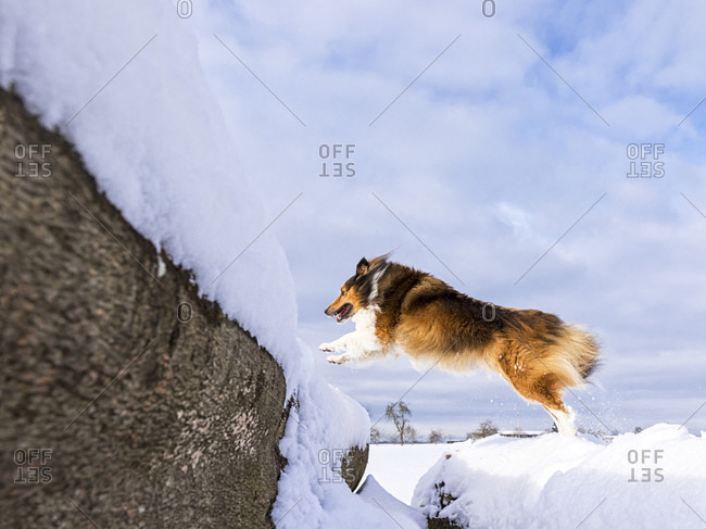 Shetland Sheepdog jumping over tree trunk with snow