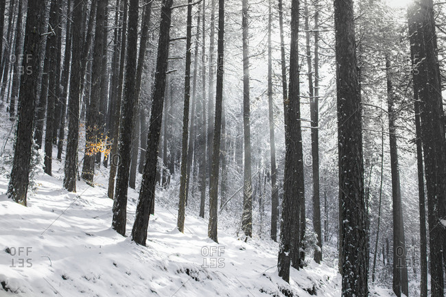 Winter scene with a black pine forest, Southwestern Serbia