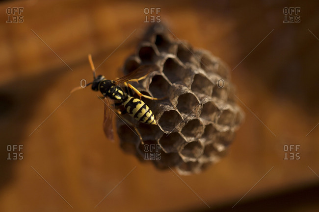 A wasp perches in a wasp�s nest in Arcos de la Frontera, Cadiz province, Andalusia, Spain