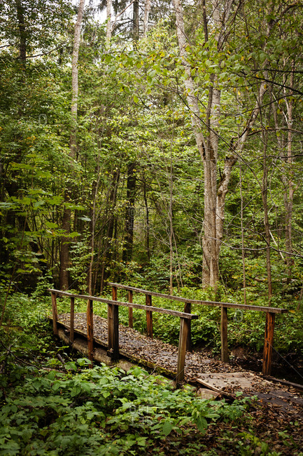 Trail through verdant dense woods