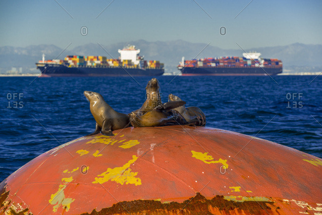 Four seals resting on a bow with container ships in distance