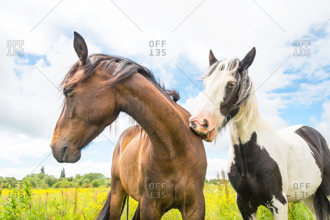 Two horses bond with each other by scratching the other with its teeth