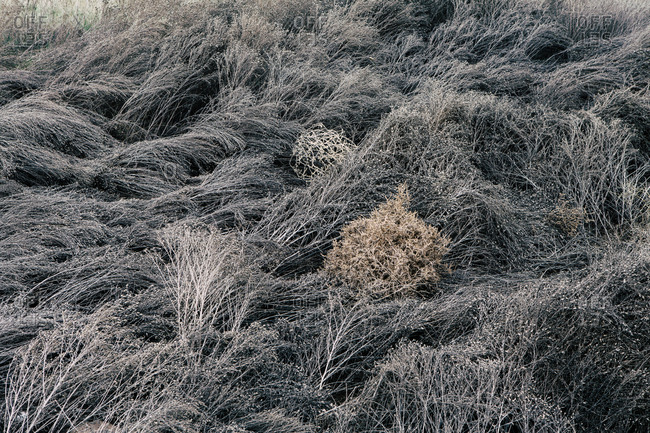 Blackened and dried field of grasses and noxious weeds, tumbleweed in center, near John Day, Oregon